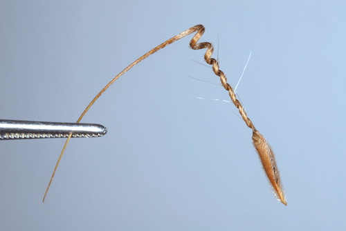 Redstem Stork's-bill