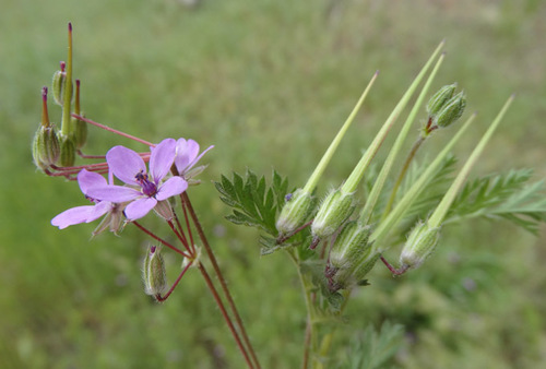Redstem Stork's-bill