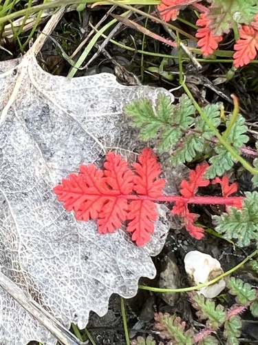 Redstem Stork's-bill