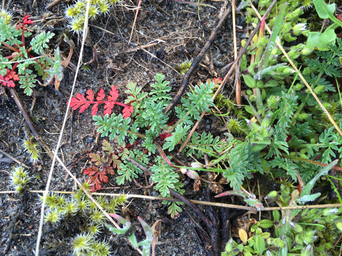 Redstem Stork's-bill