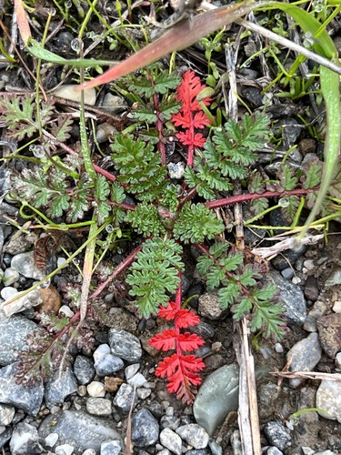 Redstem Stork's-bill