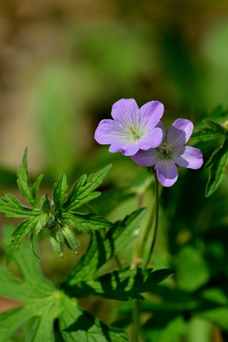 wild geranium