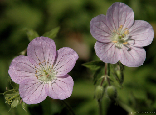 wild geranium