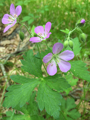 wild geranium