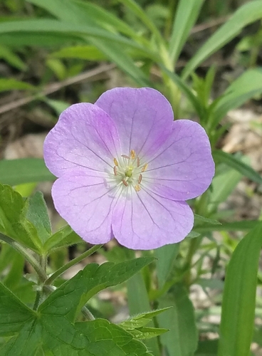 wild geranium