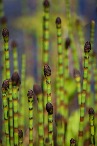 water horsetail