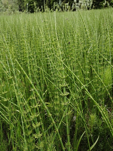 water horsetail