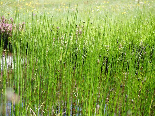 water horsetail
