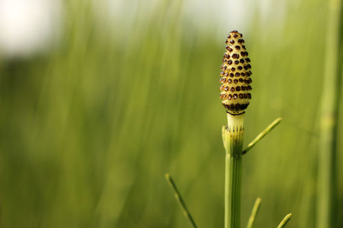 water horsetail