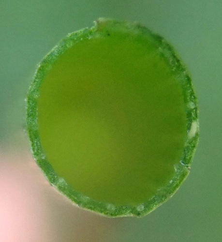water horsetail