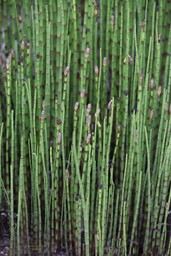 water horsetail