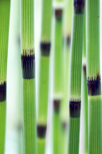 water horsetail