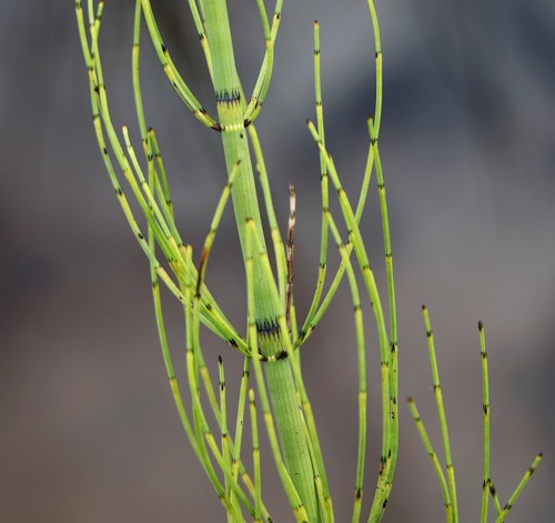 water horsetail