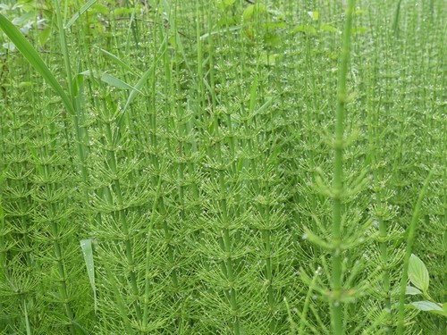 water horsetail