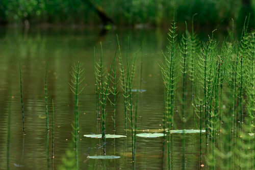 water horsetail