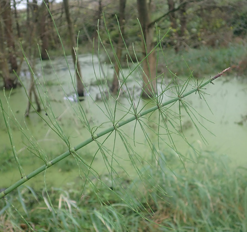 water horsetail