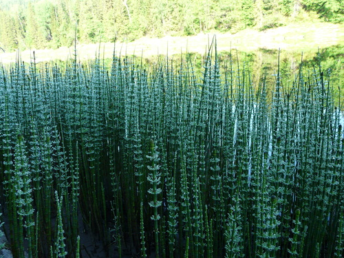 water horsetail