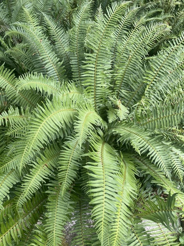 western sword fern