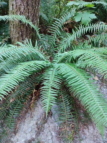 western sword fern