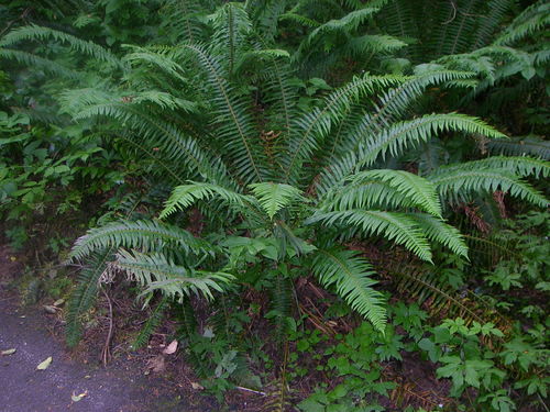 western sword fern