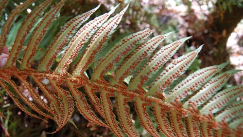 western sword fern