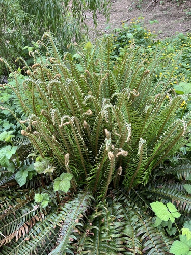 western sword fern