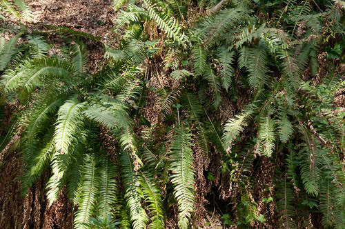 western sword fern