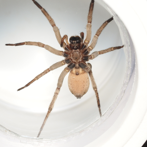 Tigrosa annexa