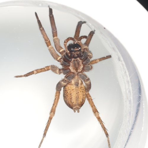 Tigrosa annexa