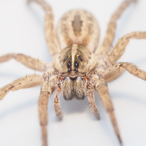 Tigrosa annexa