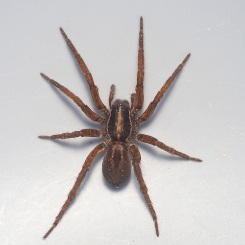 Tigrosa annexa