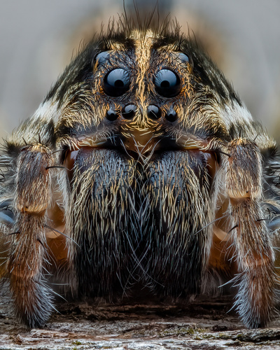 Tigrosa annexa