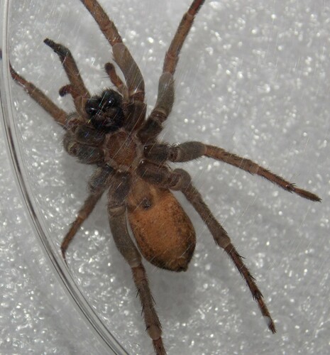 Tigrosa annexa