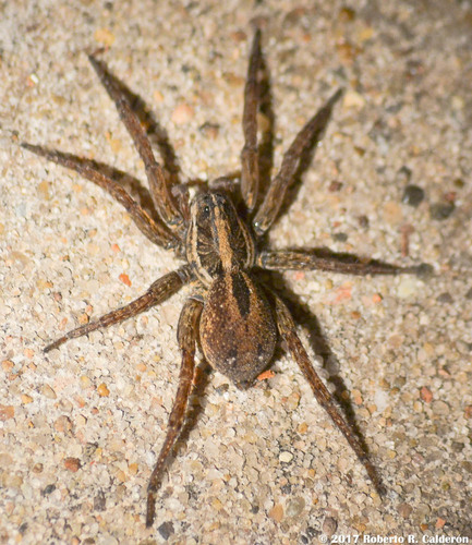 Tigrosa annexa