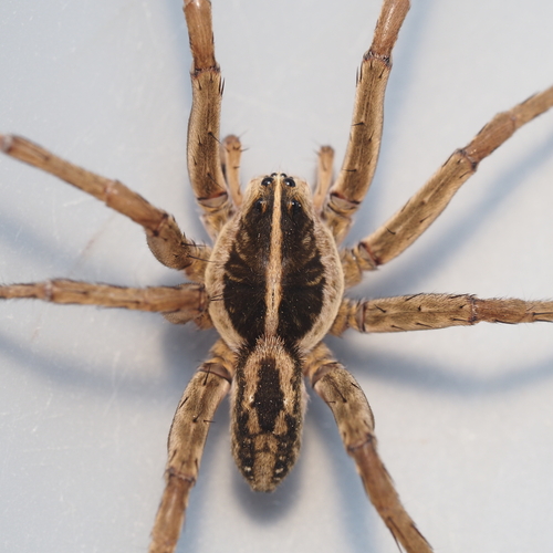 Tigrosa annexa
