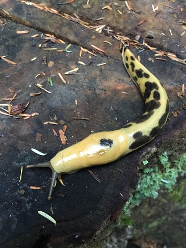 Pacific Banana Slug