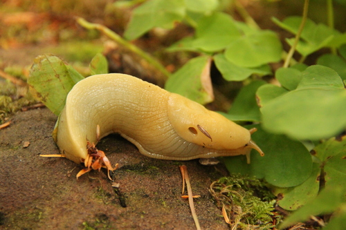 Pacific Banana Slug