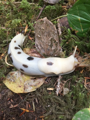 Pacific Banana Slug