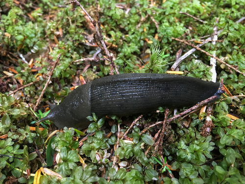 Pacific Banana Slug