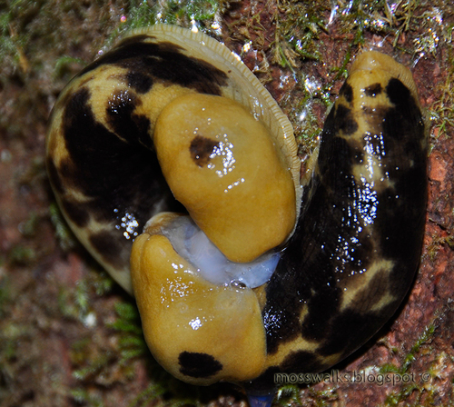 Pacific Banana Slug