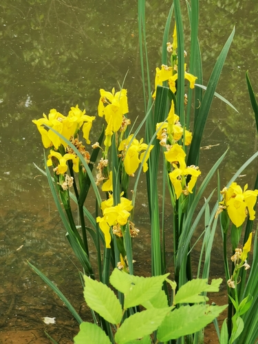 Yellow Iris