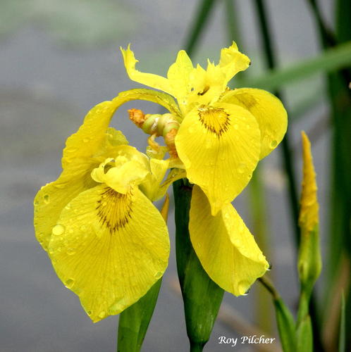 Yellow Iris