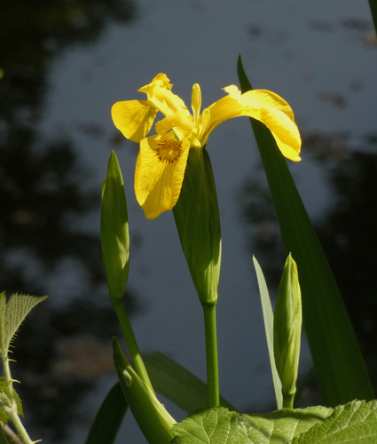 Yellow Iris