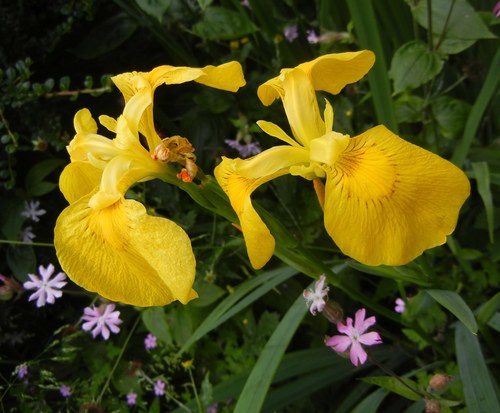 Yellow Iris