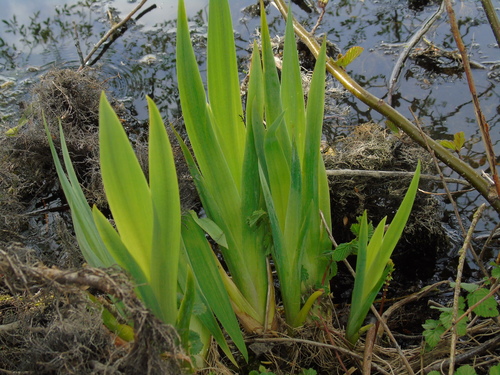 Yellow Iris