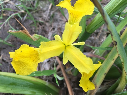Yellow Iris