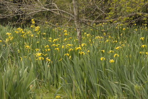 Yellow Iris