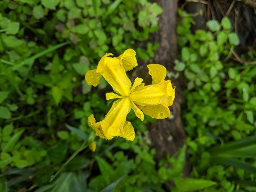 Yellow Iris
