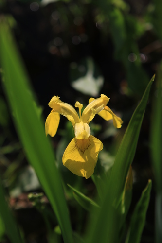 Yellow Iris