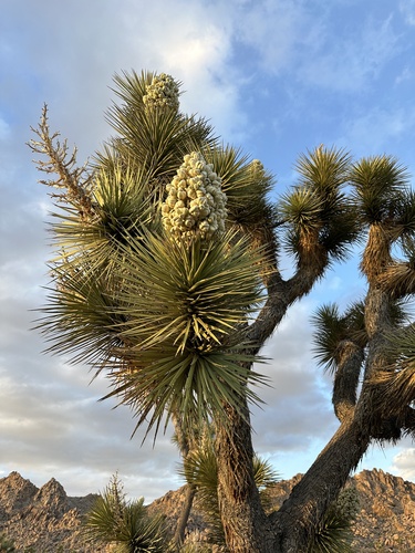 Western Joshua Tree